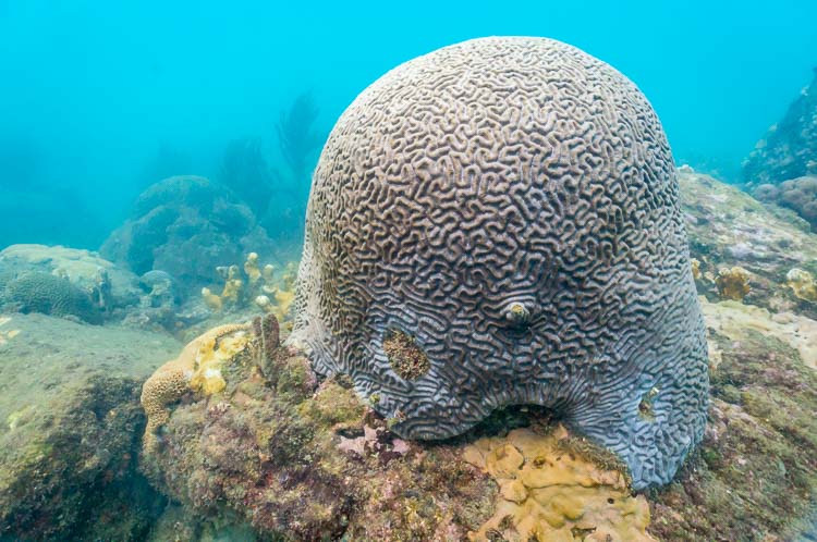 coral cerebro en taganga, santa marta corales 2