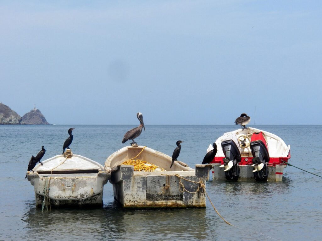 Pelicanos en lanchas de Taganga